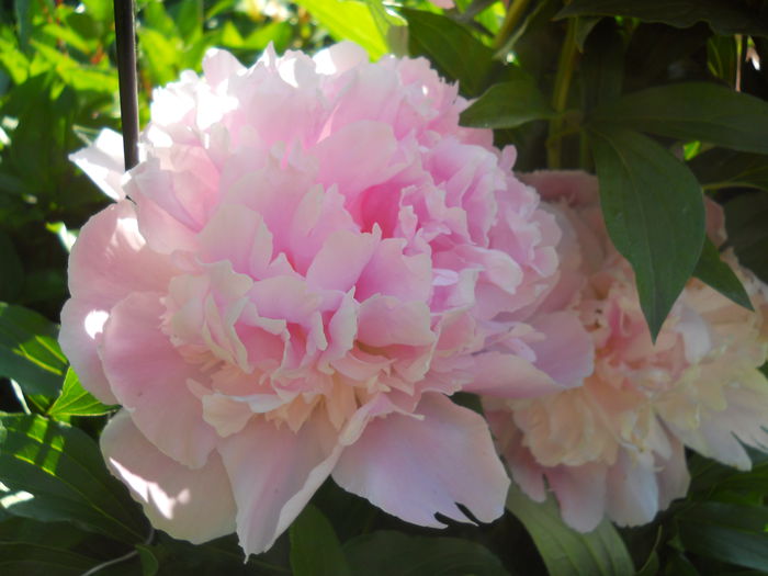 DSCN7382 - bujori 2015