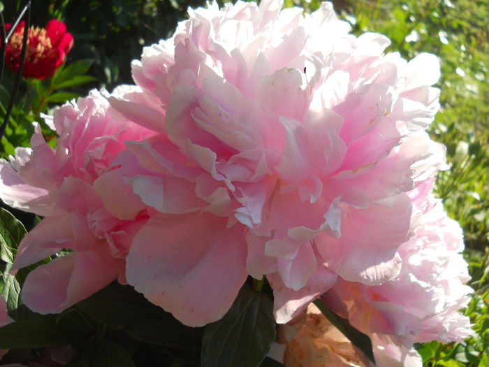 DSCN7383 - bujori 2015