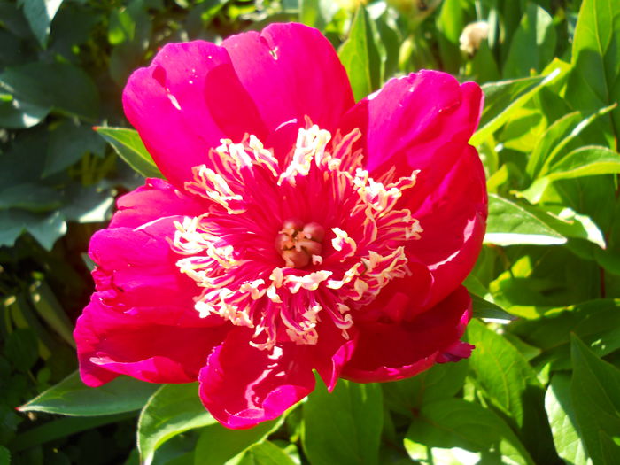 DSCN7384 - bujori 2015