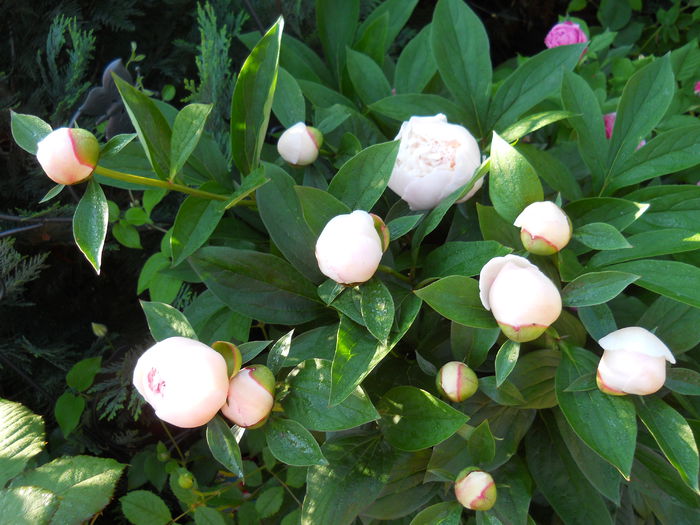 DSCN7390 - bujori 2015