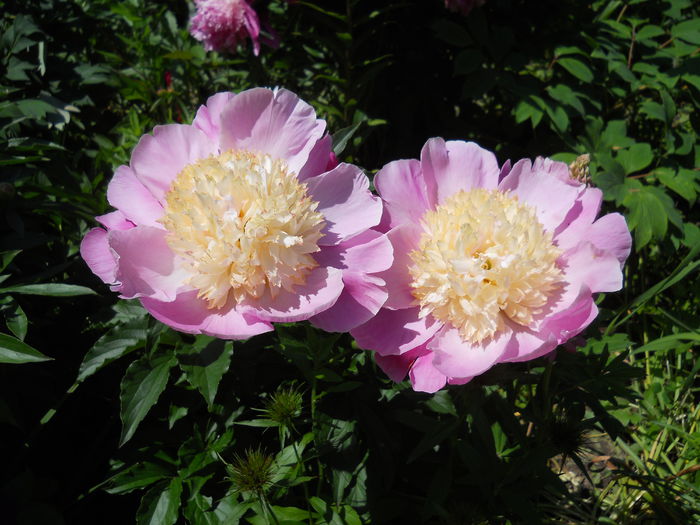 DSCN7406 - bujori 2015