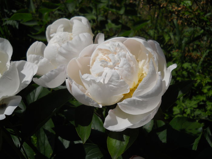 DSCN7411 - bujori 2015