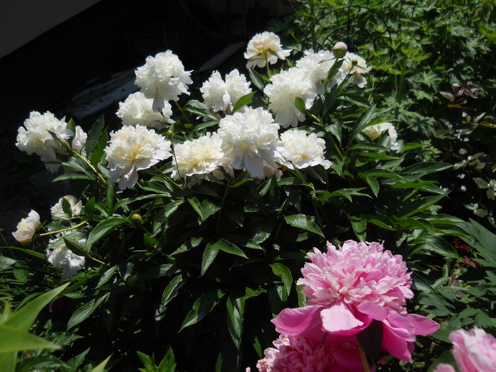 DSCN7412 - bujori 2015