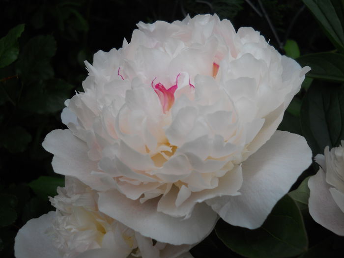 DSCN7421 - bujori 2015