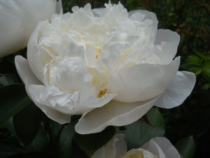 DSCN7450 - bujori 2015