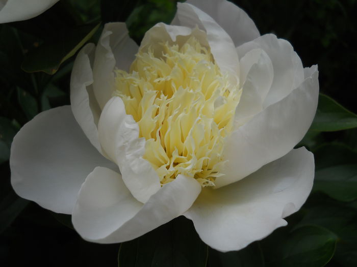 DSCN7451 - bujori 2015