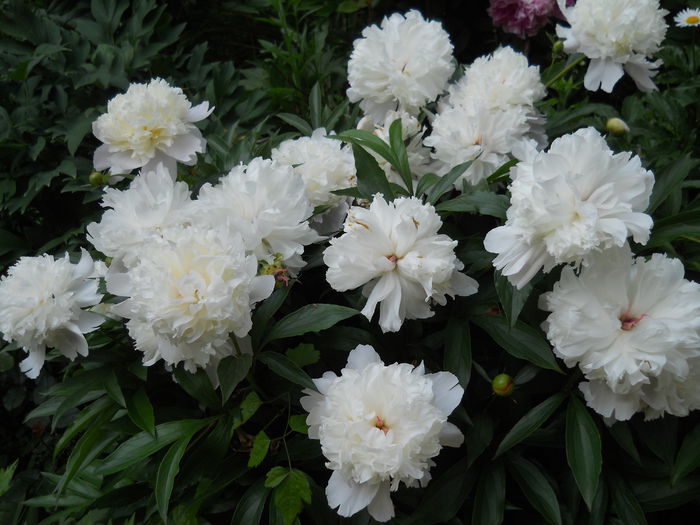 DSCN7453 - bujori 2015