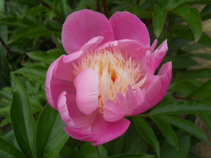 DSCN7473 - bujori 2015