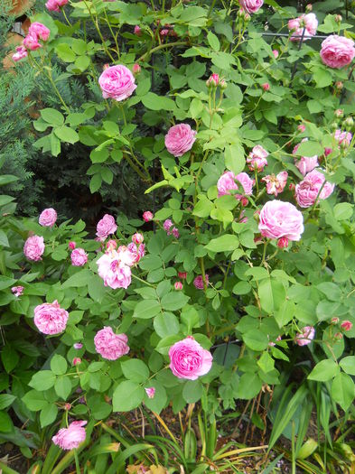 DSCN7438
