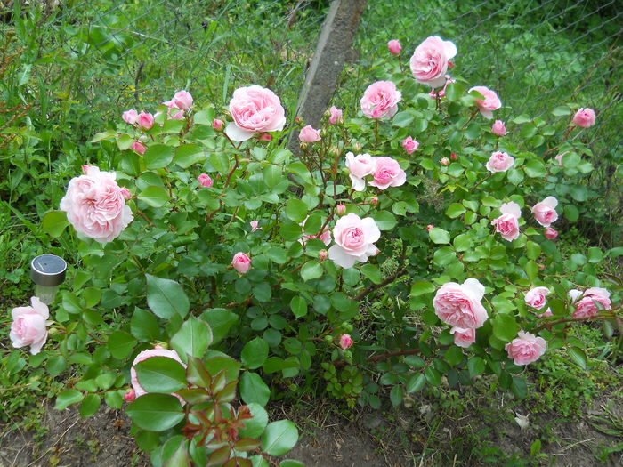 DSCN7457