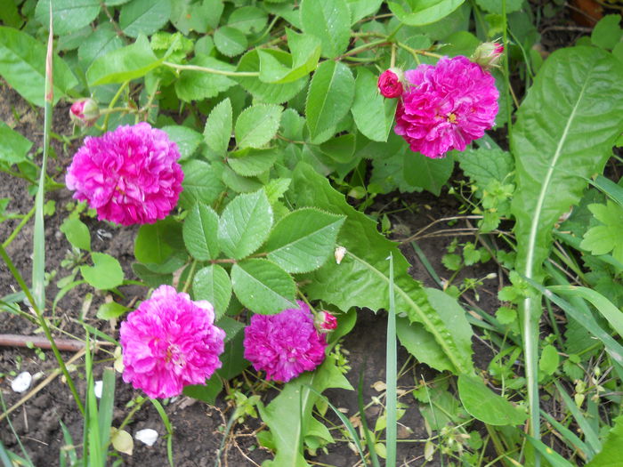 DSCN7463 - Trandafiri 2015