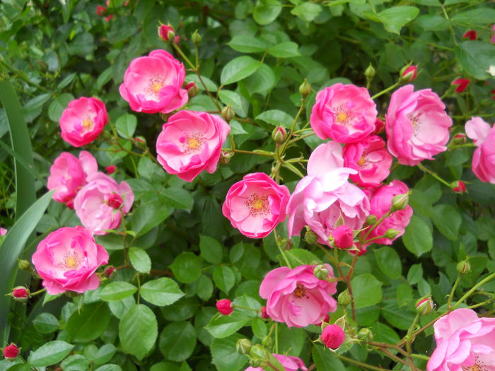 DSCN7464 - Trandafiri 2015