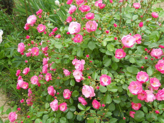 DSCN7465 - Trandafiri 2015