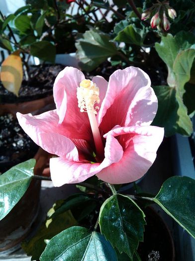 IMG_20150602_075528 - Hibiscus Pink dream