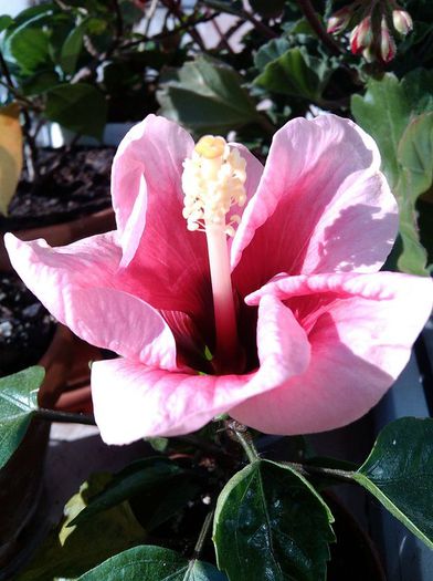 IMG_20150602_075551 - Hibiscus Pink dream