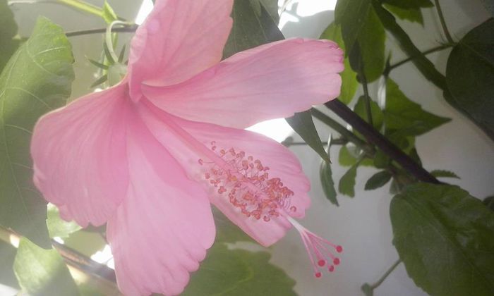 Fidji roz - Hibiscusi
