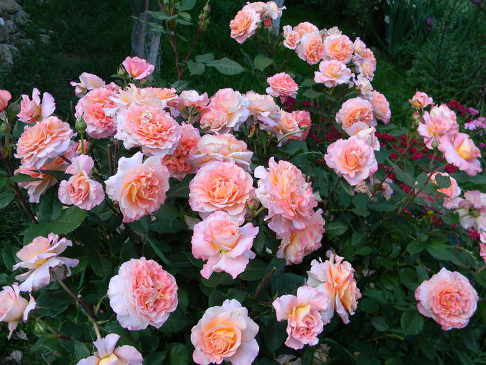 Augusta Luise - - Colectie trandafiri
