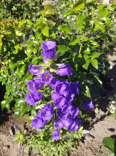 albastru - Urzicuta de gradina decorativa si alte flori de vara  2015
