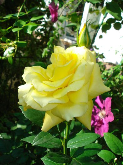 DSC08948