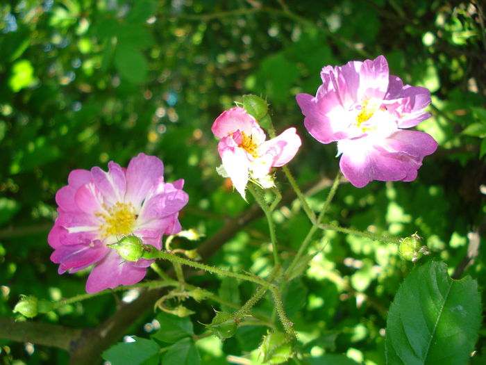 DSC08904