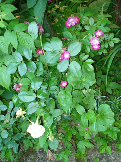 Perennial Blue si Eden Rose - Trandafiri 2015