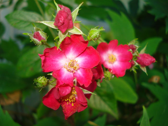 Cherry Meidilland