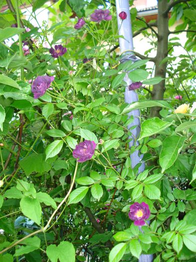 Violette