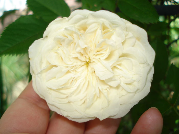 Sombreuil