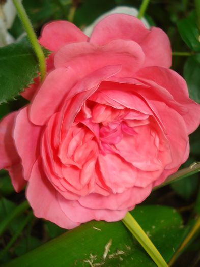 Rosarium Uetersen