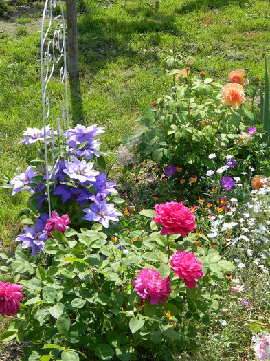 Soffy's rose Parisienne si Grace - 3 Gradina 2015