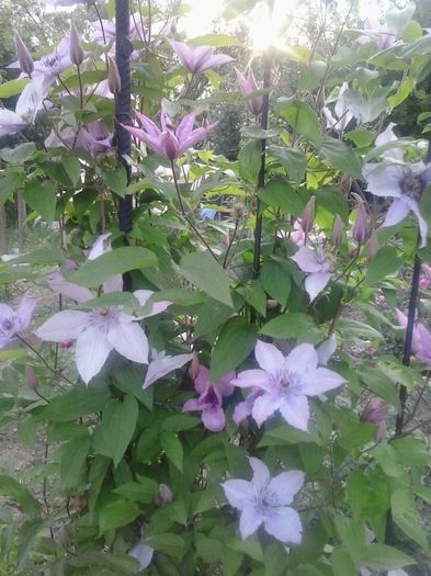 20150531_193900 - A  Clematite 2015