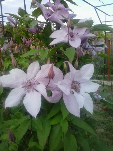 hagley hiybrid - A  Clematite 2015