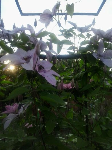20150531_194053 - A  Clematite 2015