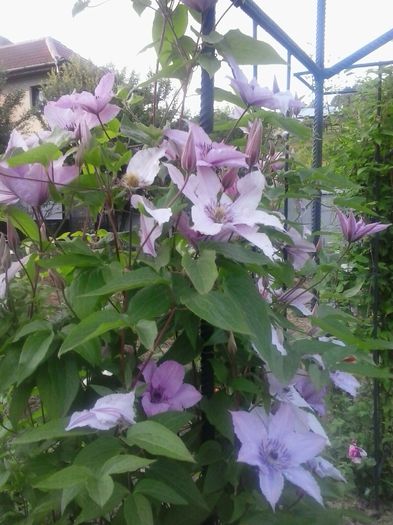 20150531_194057 - A  Clematite 2015