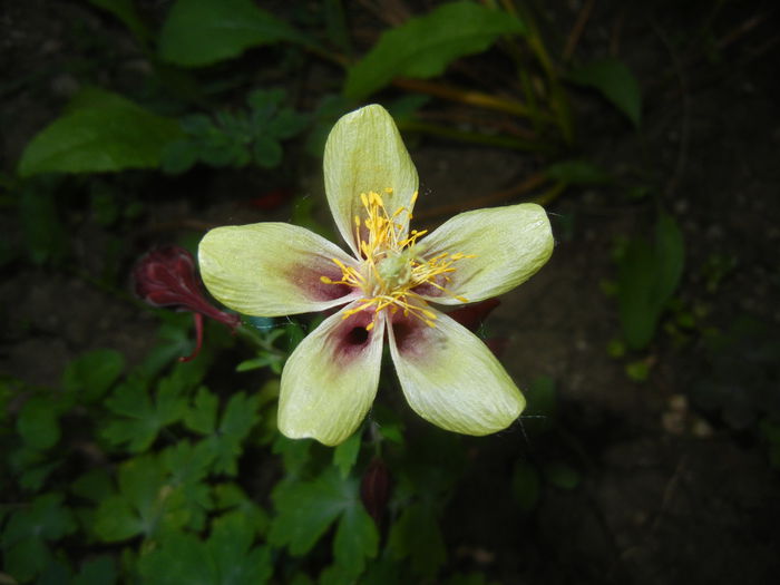 Aquilegia Red & Yellow (2015, May 17) - Aquilegia McKana Red Yellow