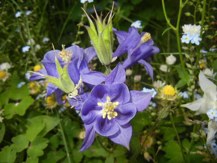 Aquilegia Blue (2015, May 12) Aquilegia Blue (2015, May 12)