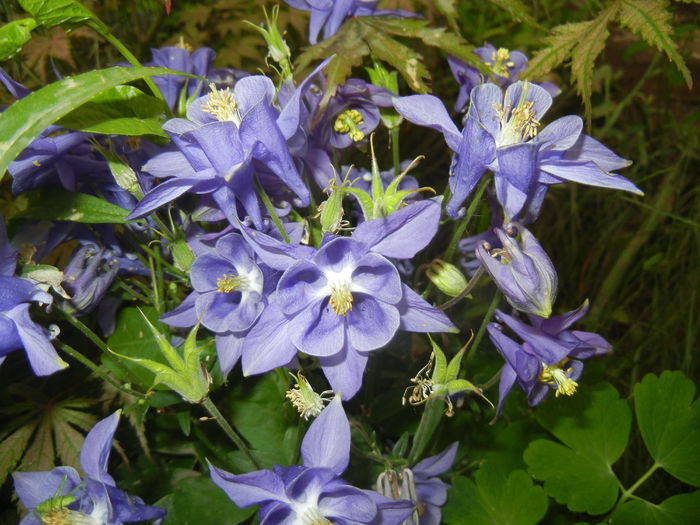 Aquilegia Blue (2015, May 12) Aquilegia Blue (2015, May 12)