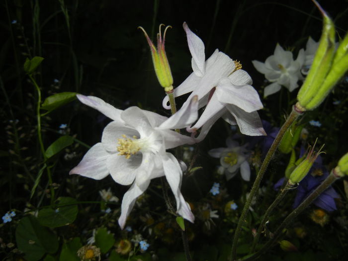 Aquilegia White (2015, May 12) - Aquilegia White