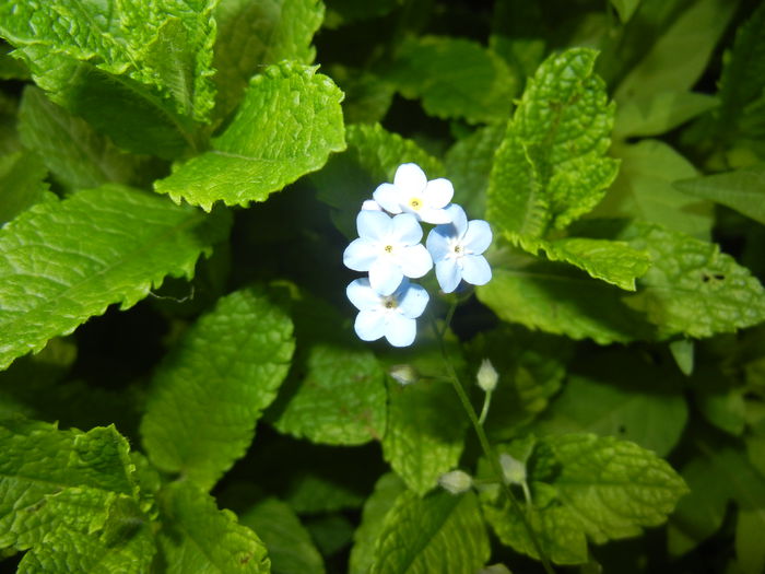 Myosotis alpestris (2015, May 16) Myosotis alpestris (2015, May 16)