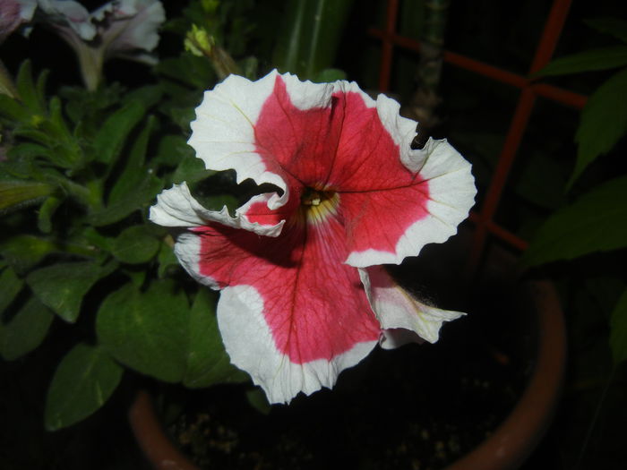 Petunia (2015, May 16) - PETUNIA Simple