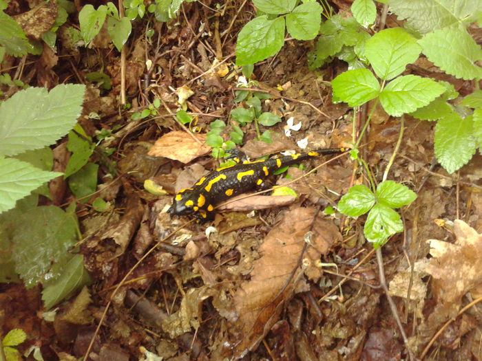 SALAMANDRA