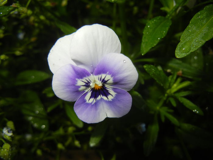 Pansy (2015, May 17) - PANSY_Viola tricolor