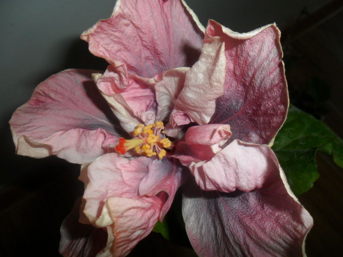 SAM_5596 - hibiscusi 2015-3