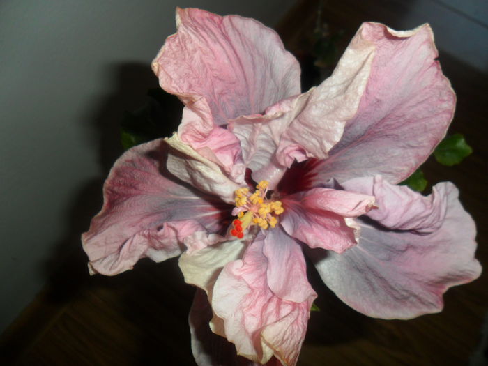 SAM_5598 - hibiscusi 2015-3