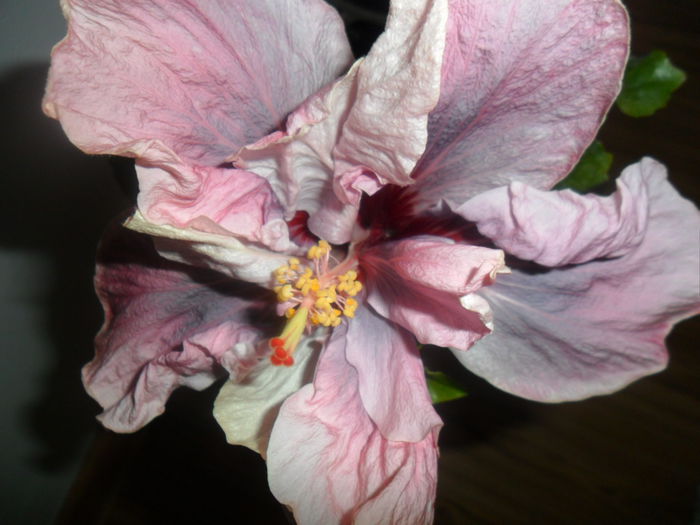SAM_5605 - hibiscusi 2015-3