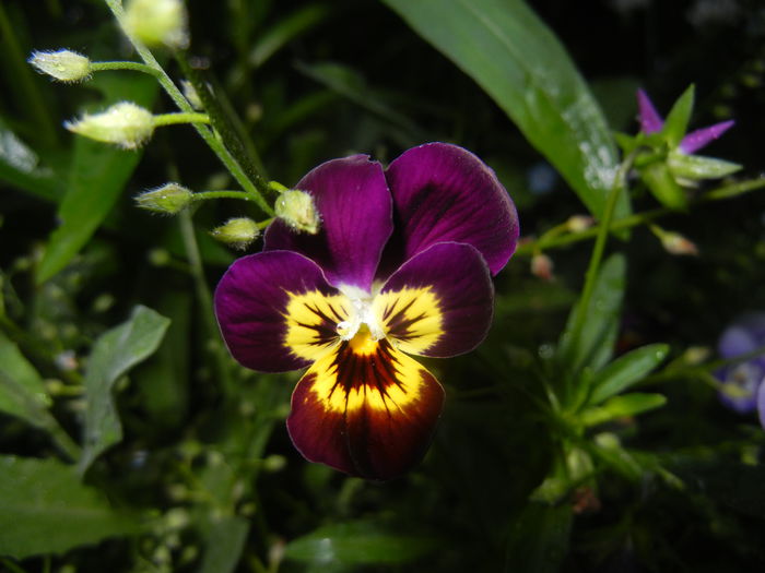 Pansy (2015, May 17) - PANSY_Viola tricolor