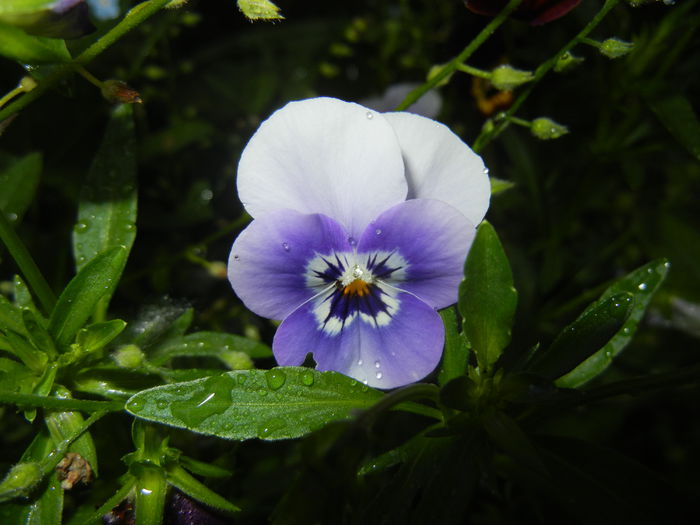 Pansy (2015, May 17) - PANSY_Viola tricolor