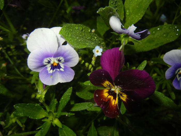 Pansy (2015, May 17) - PANSY_Viola tricolor