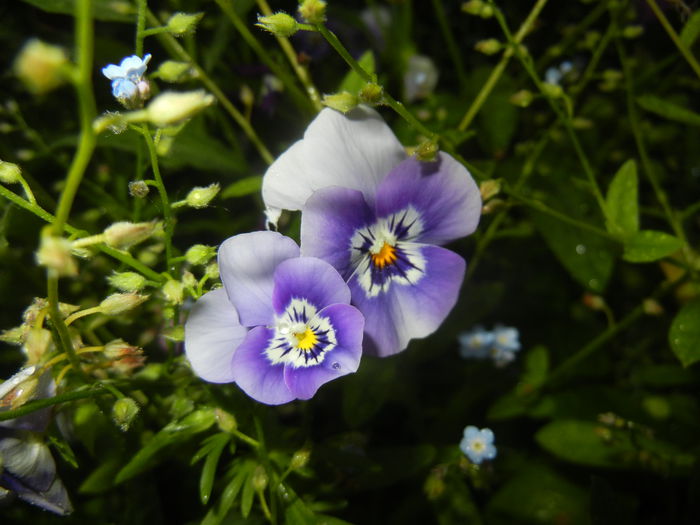 Pansy (2015, May 17) - PANSY_Viola tricolor