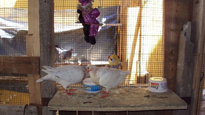 tatic-fiu; tatuca explica tehnica ...ciugulitului de boabe :)))
